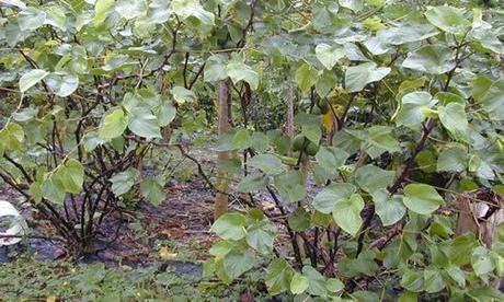fotos planta Kava