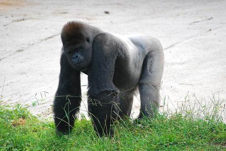 Parque de Cabárceno