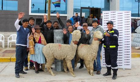 80 alpacas repotenciarán producción ganadera del distrito de Condoroma