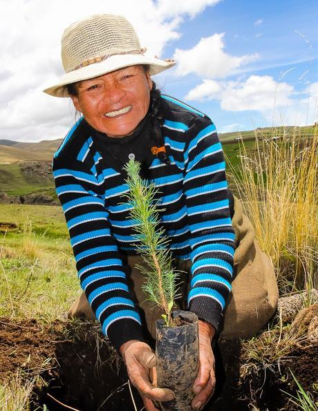 Sembrando el futuro en Chamaca: Plantan más de 730 mil árboles como plan de reforestación