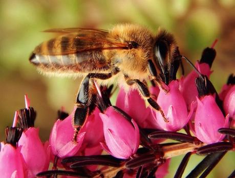 Si las abejas desaparecieran