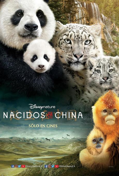 Reseña Nacidos en China, nuevo documental de Disney Nature