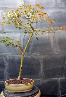 Acer Palmatum Seiryu : de shoin a mame