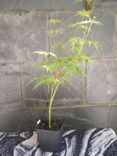 Acer Palmatum Seiryu : de shoin a mame