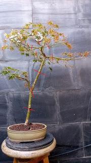 Acer Palmatum Seiryu : de shoin a mame