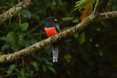 Surucuá aurora (Blue-crowned Trgogn) Trogon curucui