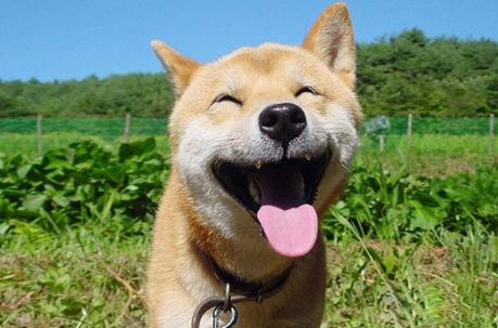 101 imágenes de animales sonriendo que te alegrarán el día