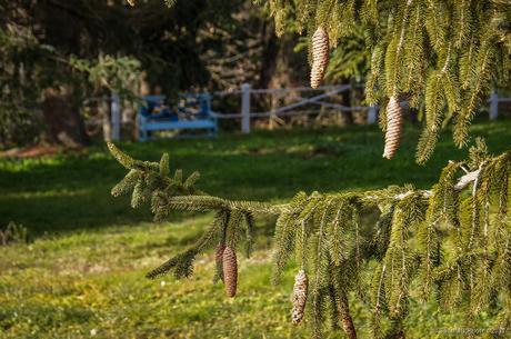 Al jardín de los abetos