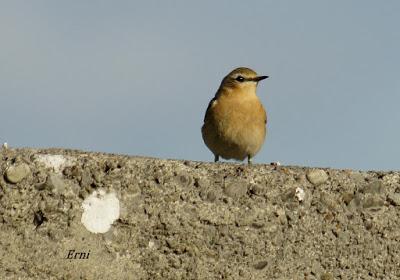 MIRLO CAPIBLANCO EN LA YESERA DE LIENDO