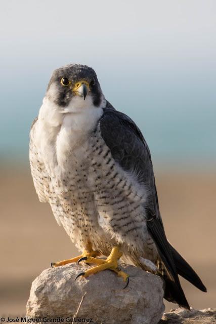 Falco peregrinus calidus-Falcón peregrino - Falcó pelegrí - Belatz handia - Peregrine falcon