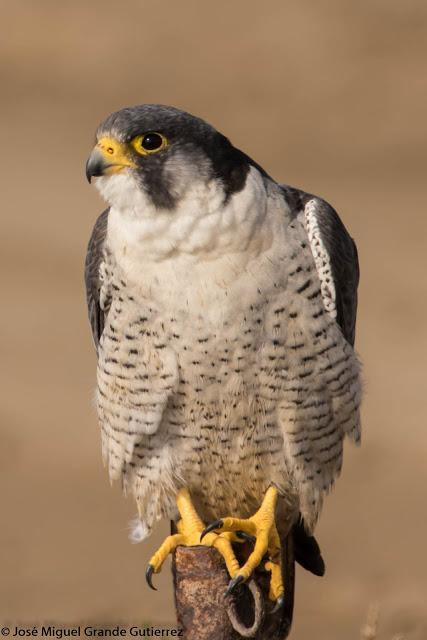 Falco peregrinus calidus-Falcón peregrino - Falcó pelegrí - Belatz handia - Peregrine falcon