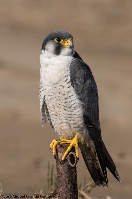 Falco peregrinus calidus-Falcón peregrino - Falcó pelegrí - Belatz handia - Peregrine falcon