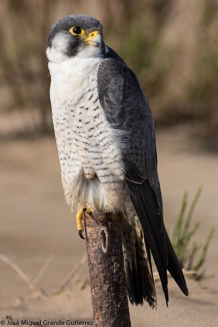 Falco peregrinus calidus-Falcón peregrino - Falcó pelegrí - Belatz handia - Peregrine falcon