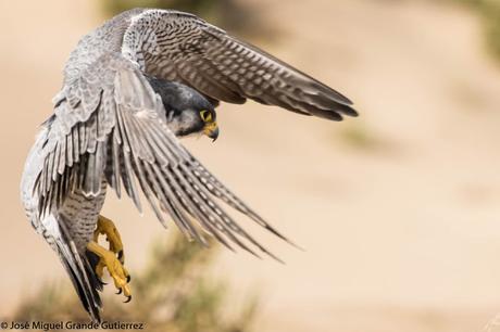 Falco peregrinus calidus-Falcón peregrino - Falcó pelegrí - Belatz handia - Peregrine falcon