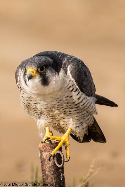 Falco peregrinus calidus-Falcón peregrino - Falcó pelegrí - Belatz handia - Peregrine falcon