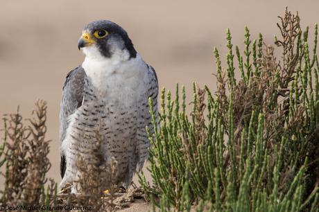 Falco peregrinus calidus-Falcón peregrino - Falcó pelegrí - Belatz handia - Peregrine falcon