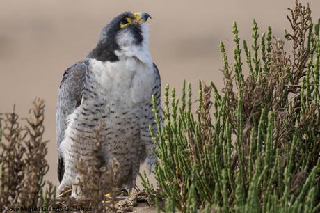 Falco peregrinus calidus-Falcón peregrino - Falcó pelegrí - Belatz handia - Peregrine falcon