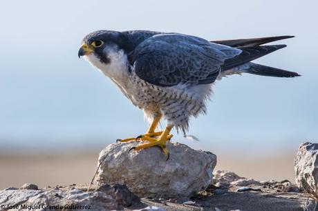 Falco peregrinus calidus-Falcón peregrino - Falcó pelegrí - Belatz handia - Peregrine falcon