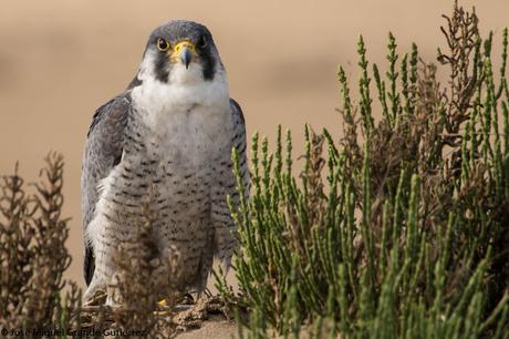 Falco peregrinus calidus-Falcón peregrino - Falcó pelegrí - Belatz handia - Peregrine falcon