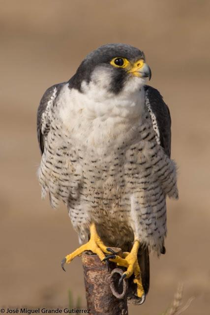 Falco peregrinus calidus-Falcón peregrino - Falcó pelegrí - Belatz handia - Peregrine falcon