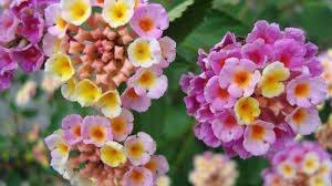 Debes leer esto al soñar con lantanas.