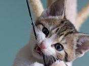 Riesgos Paracetamol Gatos, Medicamento Mortal Para Nuestra Mascota.