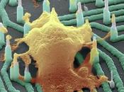 Nuevos nanocables conectables neuronas individuales.