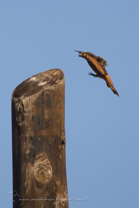Birro común (Cliff Flycatcher) Hirundinea ferruginea