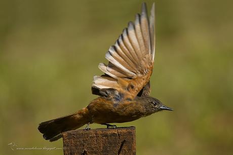 Birro común (Cliff Flycatcher) Hirundinea ferruginea