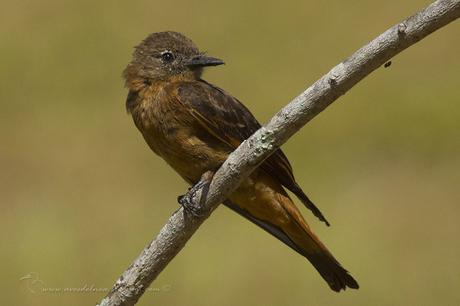 Birro común (Cliff Flycatcher) Hirundinea ferruginea