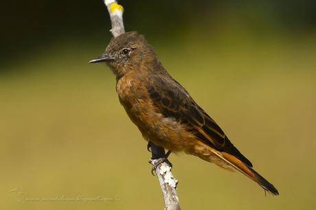 Birro común (Cliff Flycatcher) Hirundinea ferruginea
