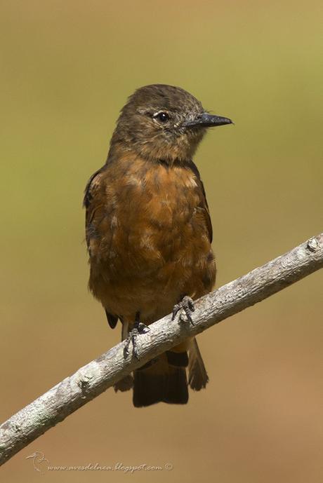 Birro común (Cliff Flycatcher) Hirundinea ferruginea