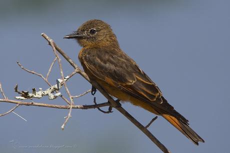 Birro común (Cliff Flycatcher) Hirundinea ferruginea