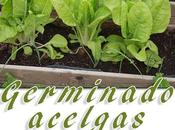Germinar cultivar acelgas