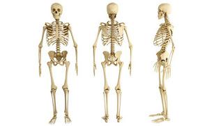 Anatomía humana - Sistema locomotor 1