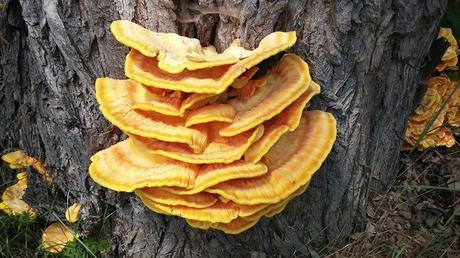 Reishi beneficios