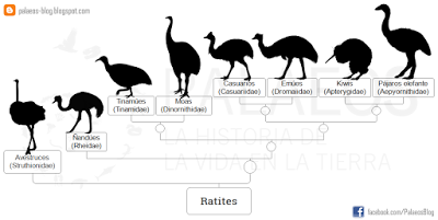 ¿Avestruces norteamericanas?