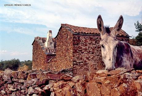 El Péndulo Rural