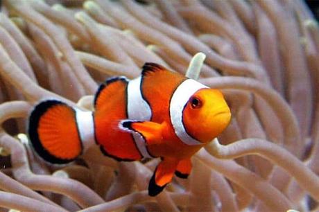¿Te Gusta Nemo? ¿Quieres  Uno? Conoce Todo Lo Que Debes Saber Acerca Del Pez Payaso