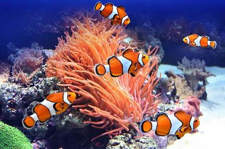 ¿Te Gusta Nemo? ¿Quieres  Uno? Conoce Todo Lo Que Debes Saber Acerca Del Pez Payaso