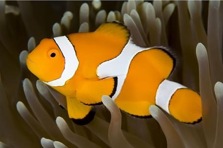 ¿Te Gusta Nemo? ¿Quieres  Uno? Conoce Todo Lo Que Debes Saber Acerca Del Pez Payaso