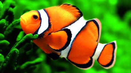 ¿Te Gusta Nemo? ¿Quieres  Uno? Conoce Todo Lo Que Debes Saber Acerca Del Pez Payaso