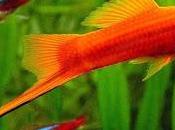 Esto agua (2009), david foster wallace. vida espera.