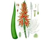 propiedades belleza aloe