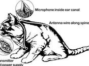 Desclasificado: Insertó Gato Vivo Equipo Espionaje