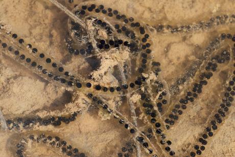 ¿Cómo afectan las lluvias primaverales a los insectos?