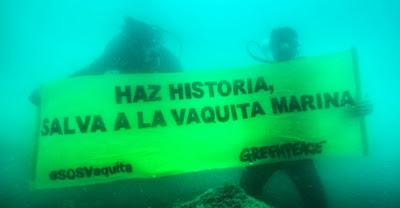 La vaquita marina en peligro en México