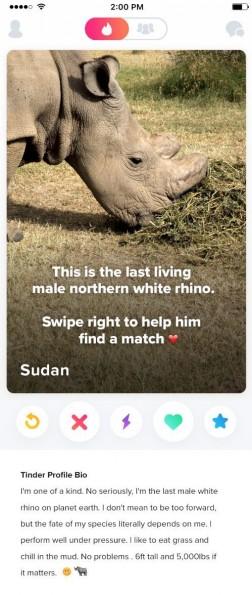 Sudan, el último rinoceronte blanco del mundo ya está en Tinder
