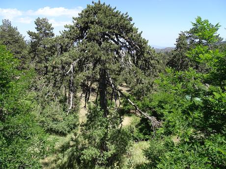 CHIPRE: LAS MONTAÑAS DE TROÓDOS