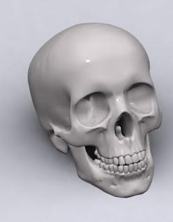 Anatomía humana: Cráneo